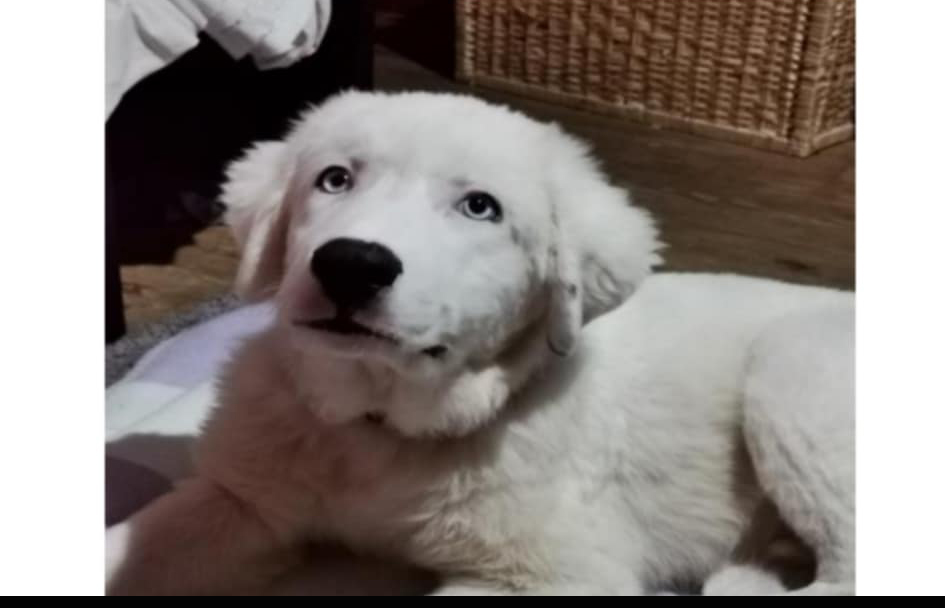 Χάθηκε σκύλος στην Αλεξάνδρεια