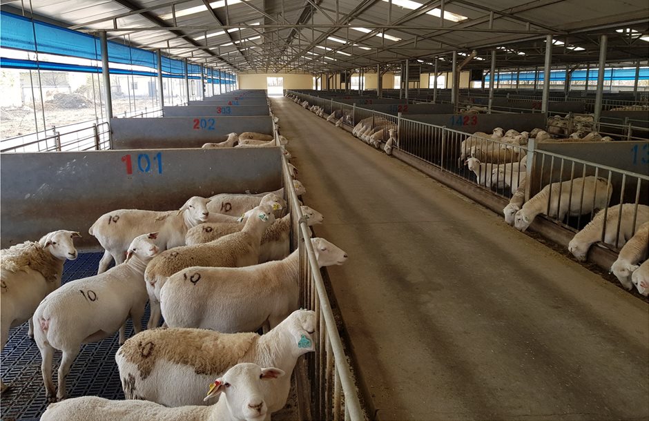 ΕΕΕΔΕΕ: Αυστηρά μέτρα και όχι μαζικός εμβολιασμός για την ευλογιά