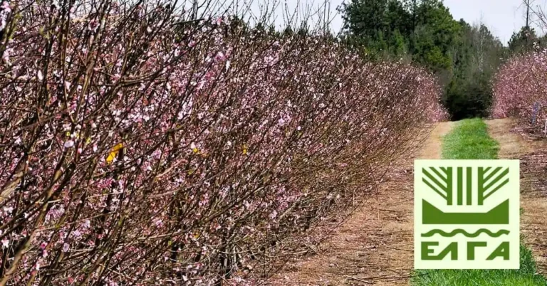 Ανακοινώθηκαν τα πορίσματα για εκτιμήσεις ζημιών από Παγετό για τις καλλιέργειες της Δ/Κ Αλεξάνδρειας