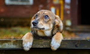 Δράση ευαισθητοποίησης για τα αδέσποτα ζώα στον Δήμο Ηρωικής Πόλεως Νάουσας