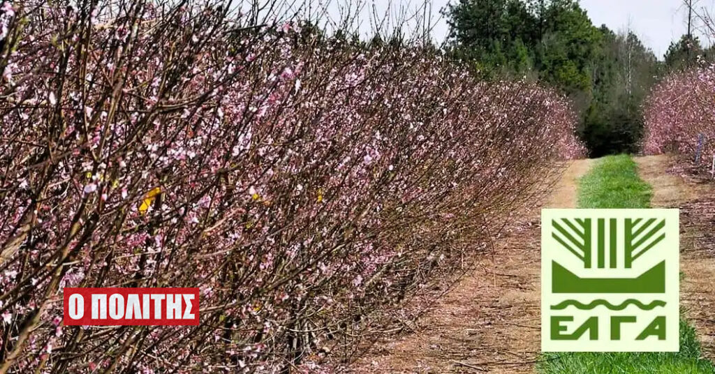 Πορίσµατα επανεκτίµησης για τις ζημιές από τον παγετό της 20/03/2025 εκδόθηκαν για την Δ/Κ Καμποχωρίου