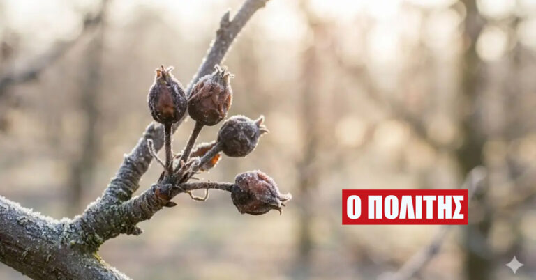 Ανακοινώθηκαν τα οριστικά πορίσματα επανεκτίμησης για τις καλλιέργειες των παραγωγών των Δ/Κ Σταυρού, Βρυσακίου, Ξεχασμένης και Επισκοπής που επλήγησαν από τον παγετό του 2025