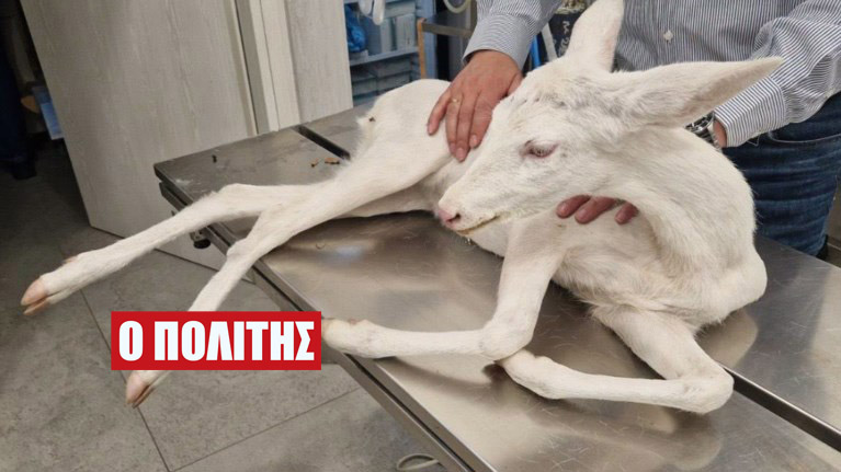 Ημαθία: Το σπάνιο λευκό ζαρκάδι που τραυματίστηκε σε τροχαίο επέστρεψε στο φυσικό του περιβάλλον